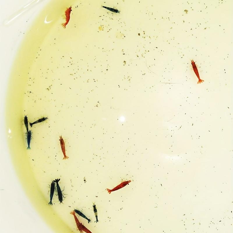 Drip Acclimation Kit for Aquariums Fish Tanks