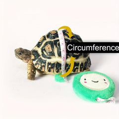 Random Pet Training Leash Rope Harness for Small Pets