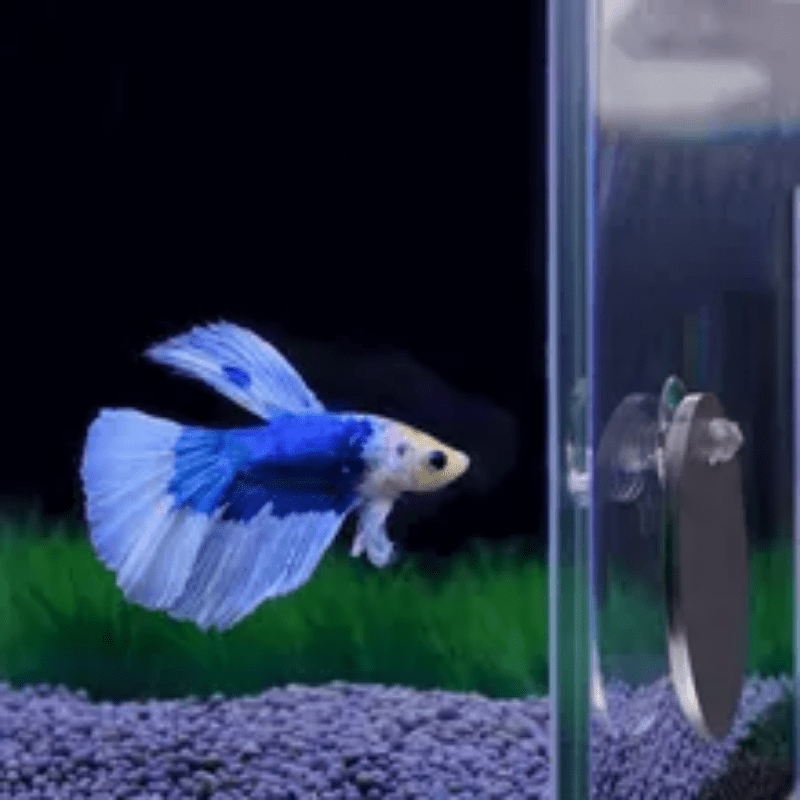 Betta Exercise Mirror Fish Tank Round Mirror For Betta Training