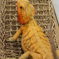 Bearded Dragon Hammock Lizard Lounger with Suction Cup
