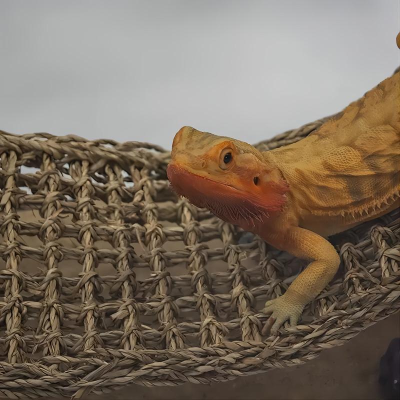 Bearded Dragon Hammock Lizard Lounger with Suction Cup