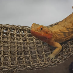 Bearded Dragon Hammock Lizard Lounger with Suction Cup
