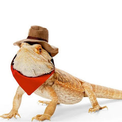 Pet Hat & Saliva Towel Set for Lizard Hamster