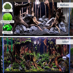 Natural Large Driftwood for Aquarium Reptile Decor, 27-38 Inch