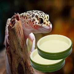 Amphibian Food & Water Feeding Basin Lizard Housekeeping Bowl