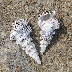 Tower Snail Fish Tank Landscaping Conch Shell Aquarium Decoration