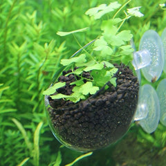 Mini Crystal Glass Fish Tank for Growing Aquatic Plants