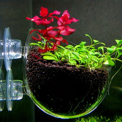 Mini Crystal Glass Fish Tank for Growing Aquatic Plants