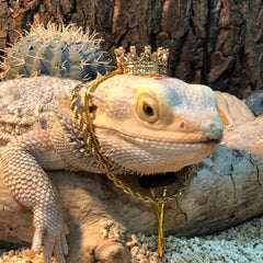 2 Piece Bearded Dragon Outfit Crown & Necklace for Halloween