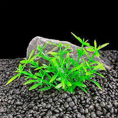 5pcs Pet Aquarium Plants Small Plastic Artificial Mini Grass Set