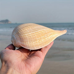 Large Conch Shells Loquat Snail Collection Fish Tank Landscapi