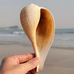 Large Conch Shells Loquat Snail Collection Fish Tank Landscapi