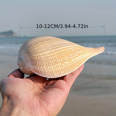 Large Conch Shells Loquat Snail Collection Fish Tank Landscapi