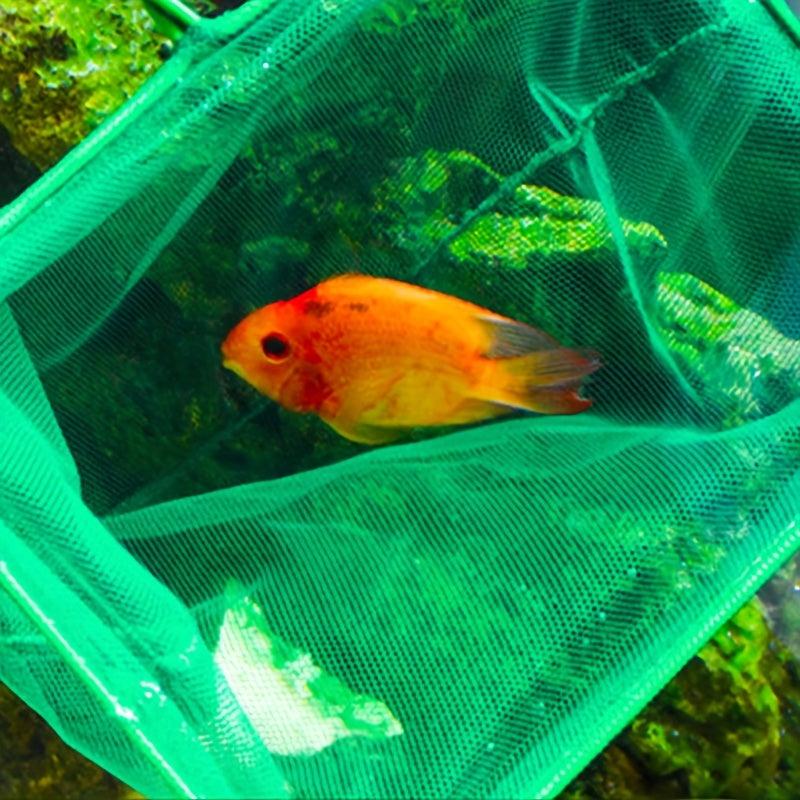 Kids Fish Net Aquarium Fishing Net Long Handle Square Fish Tank Net