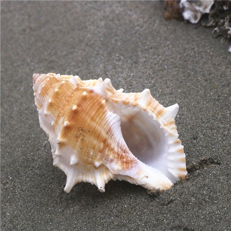 Conch Shell Aquarium Decoration Hermit Crab Replacement Shell