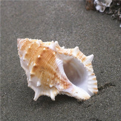 Conch Shell Aquarium Decoration Hermit Crab Replacement Shell