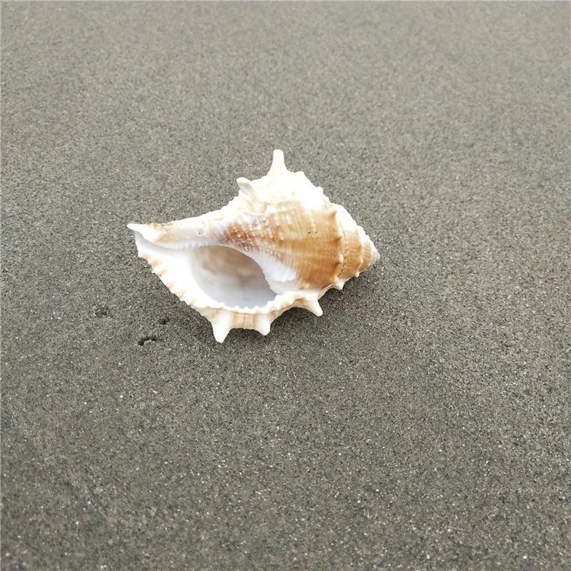 Conch Shell Aquarium Decoration Hermit Crab Replacement Shell