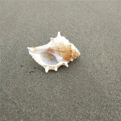 Conch Shell Aquarium Decoration Hermit Crab Replacement Shell