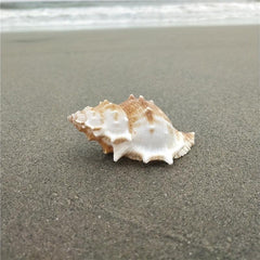 Conch Shell Aquarium Decoration Hermit Crab Replacement Shell