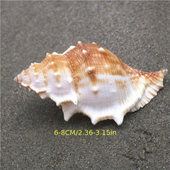 Conch Shell Aquarium Decoration Hermit Crab Replacement Shell