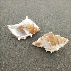Conch Shell Aquarium Decoration Hermit Crab Replacement Shell