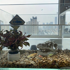 Dinosaur Skull Aquarium Ornament Mini Mold Decoration Tank Reptile