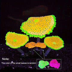 Enhance Your Tank with Soft Sunflower Corals & Anemones