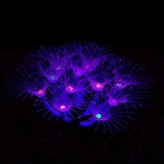 Enhance Your Tank with Soft Sunflower Corals & Anemones