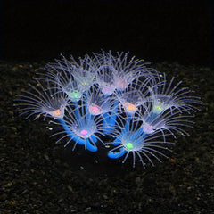 Enhance Your Tank with Soft Sunflower Corals & Anemones