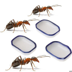 5pcs Ant Farm Feeder Nest Insect Pet Anthill Ant House Water Food Feeding Bowl