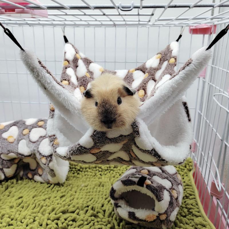 Cozy Pet Hammock for Small Animals - Perfect for Parrots, Sugar Gliders, Ferrets