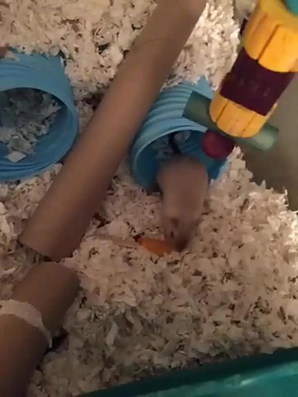 Small Pet Tunnel Self Hi Telescopic Pipe Hamster Ferret Toy