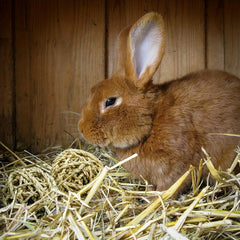 4 Pcs Small Animal Chew Balls Toy Rolling Activity Balls Bunny Treat Grass Ball