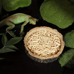 Reptile Food & Water Dish for Lizards, Dragons, Snakes