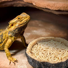 Reptile Food & Water Dish for Lizards, Dragons, Snakes
