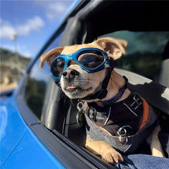 Adjustable Dog Glasses for Stylish Pets