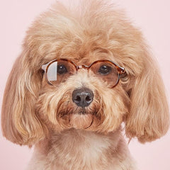 Funny Leopard Print Pet Glasses for Cat and Dog Photo Props