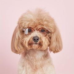 Funny Leopard Print Pet Glasses for Cat and Dog Photo Props