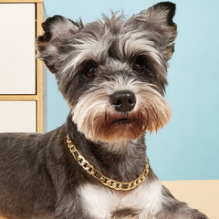 Golden Chain Pet Necklace for Dogs and Cats Photo Prop and Fashionable Accessory