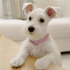 Rhinestone Pet Necklace - Sparkle and Shine for Your Cat or Dog