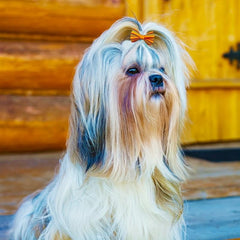 30pcs Orange Autumn Graphic Bow Rubber Band Dog Hair Accessory