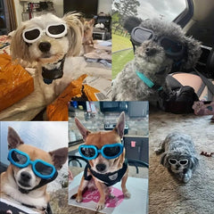 Windproof Waterproof Pet Goggles for Dogs - Protect Your Pup's Eyes