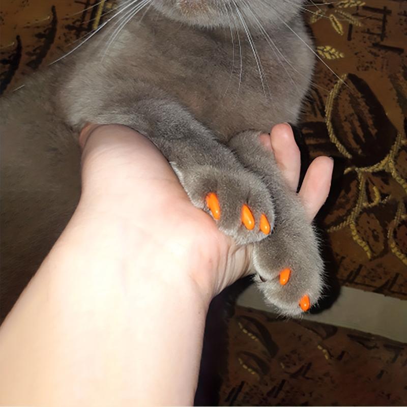 20pcs Pet Nail Covers Cat Claw Cover Nail Grooming Supplies