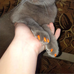 20pcs Pet Nail Covers Cat Claw Cover Nail Grooming Supplies