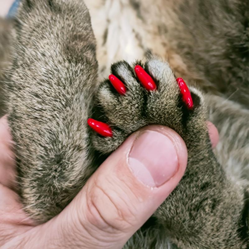 20pcs Pet Nail Covers Cat Claw Cover Nail Grooming Supplies