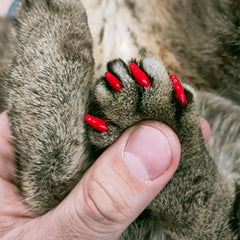 20pcs Pet Nail Covers Cat Claw Cover Nail Grooming Supplies