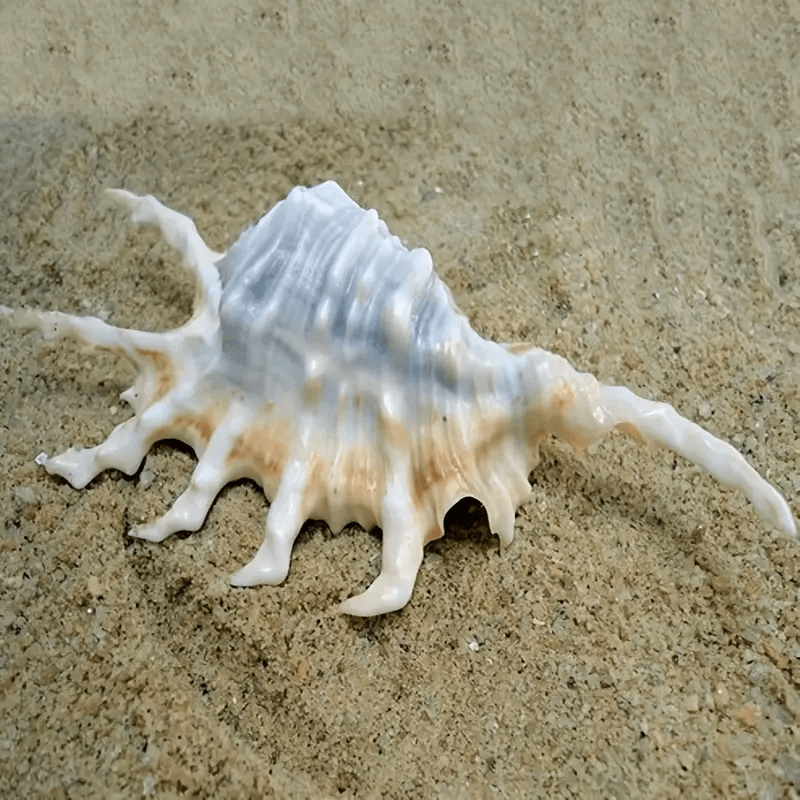 Natural Conch Sea Shell Seven Horns Scorpion Conch Shell Fish Tank Decoration