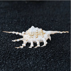 Natural Conch Sea Shell Seven Horns Scorpion Conch Shell Fish Tank Decoration