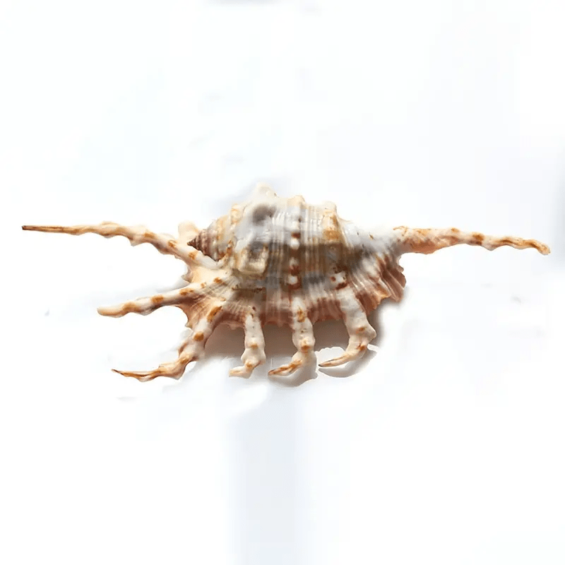 Natural Conch Sea Shell Seven Horns Scorpion Conch Shell Fish Tank Decoration