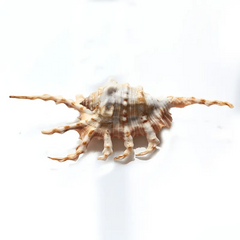 Natural Conch Sea Shell Seven Horns Scorpion Conch Shell Fish Tank Decoration